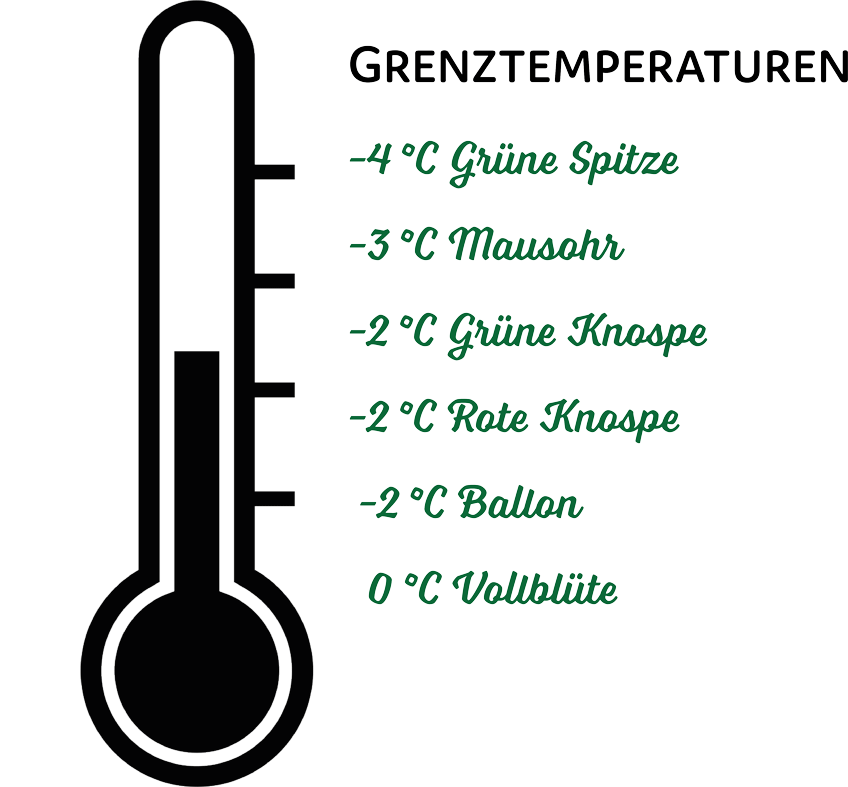 Grenztemperaturen für den Frost von Apfelblüten