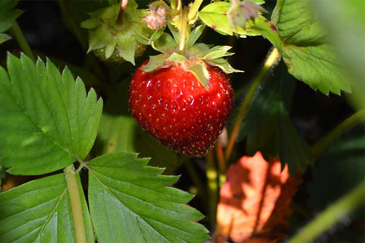 Erdbeeren ernten