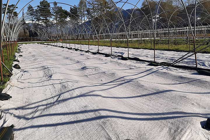 Zum Schutz vor Frost werden die Erdbeeren mit Vlies zugedeckt