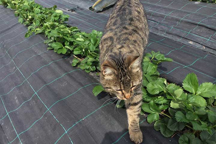 Unsere Lady hilft beim Decken der Erdbeeren mit