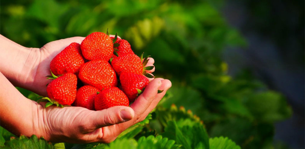 Kuppelwieser Erdbeeren