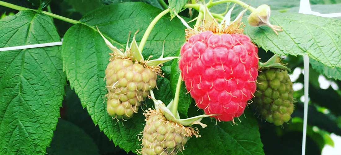 Kuppelwieser Bio Himbeeren