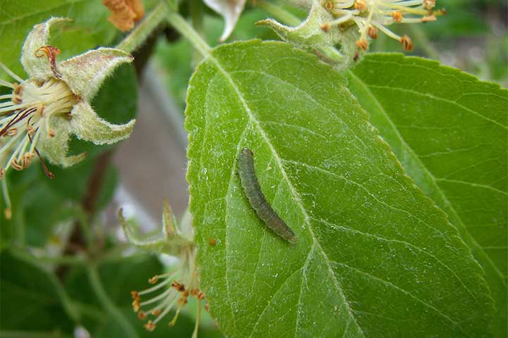 Apfelschalenwickler Raupe