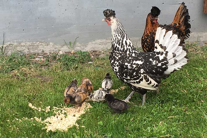 Appenzeller Spitzhauben Hühner