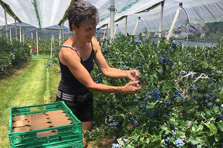 Kuppelwieser Heidelbeeren pflücken