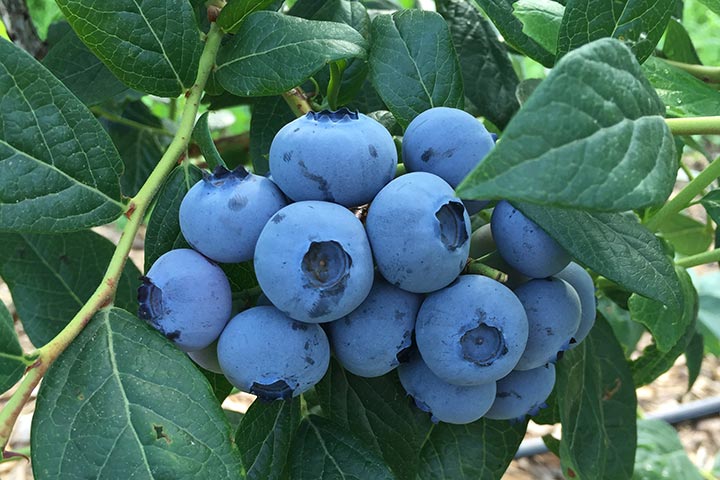 Kuppelwieser Heidelbeeren