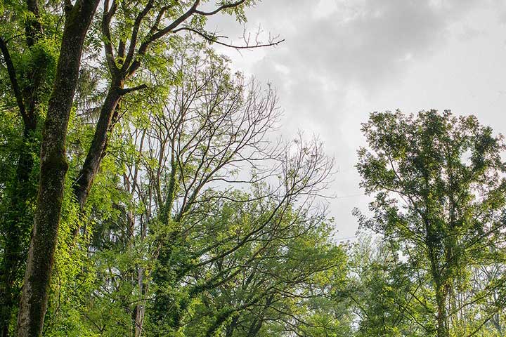 Rheinauen als Jagtgebiet des Alpenlangohrs