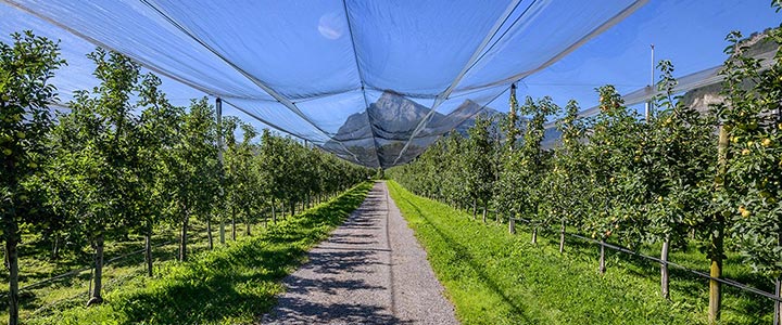 Kuppelwieser Obstanlage als Jagtgebiet des Alpenlangohrs