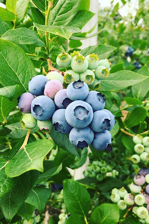 Kuppelwieser Heidelbeeren