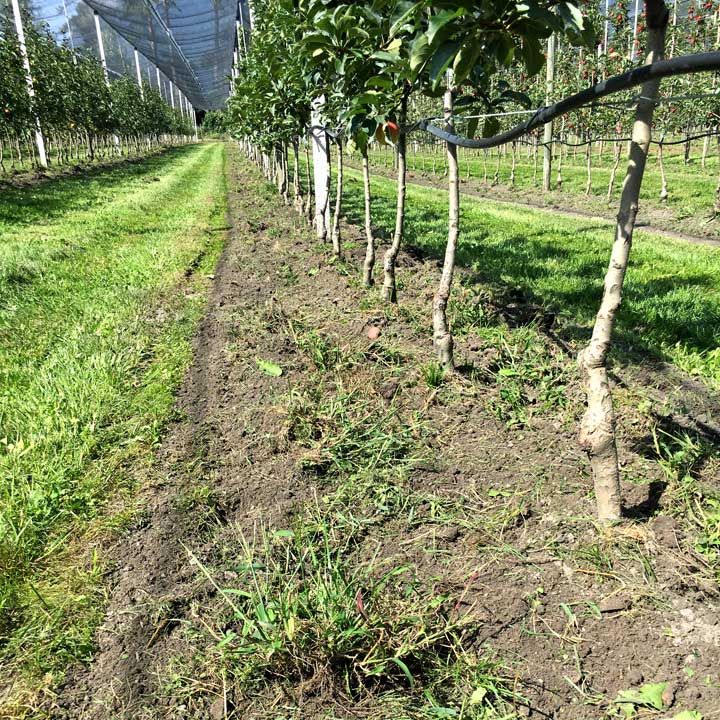 Bodenbearbeitung Baumstreifen