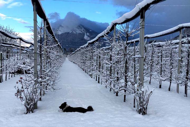 Kuppelwieser Bäume Winter