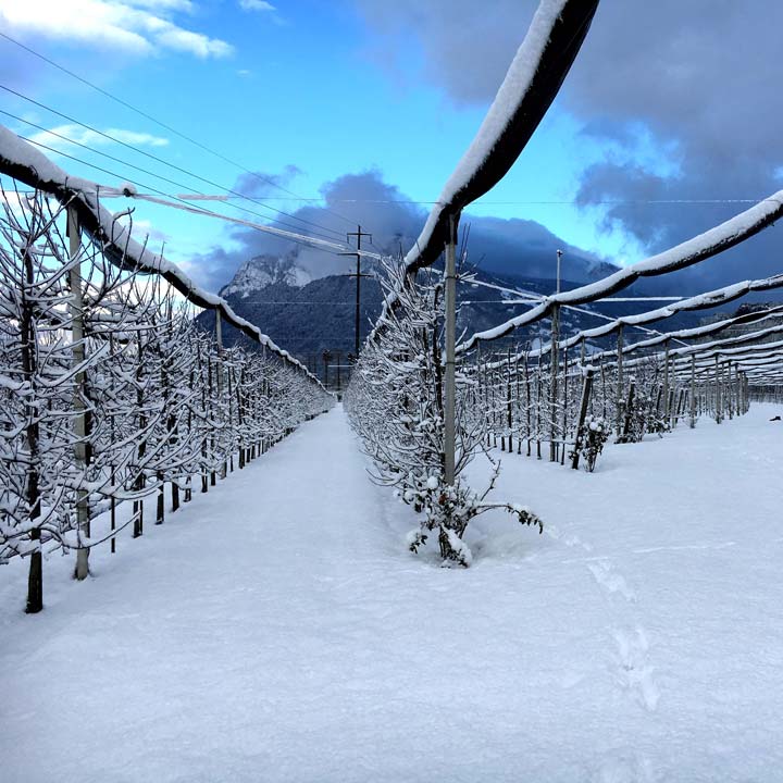 Kuppelwieser Bäume Winter