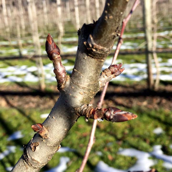 Großhandel Wunder-Baum Vanille