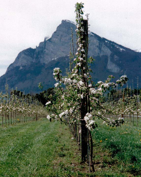 Jubiläum Kuppelwieser Bio Obstbau