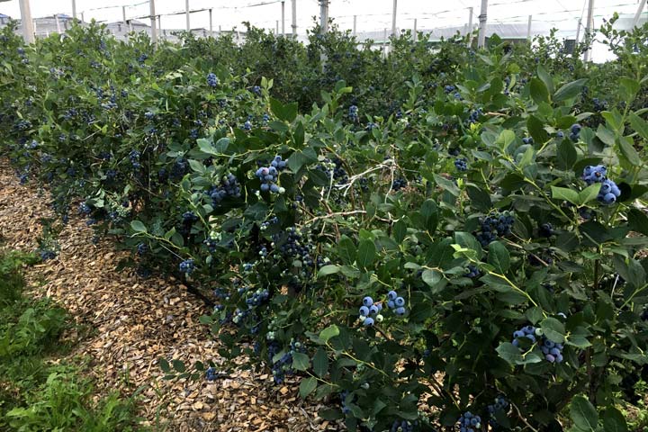 Kuppelwieser Heidelbeeren