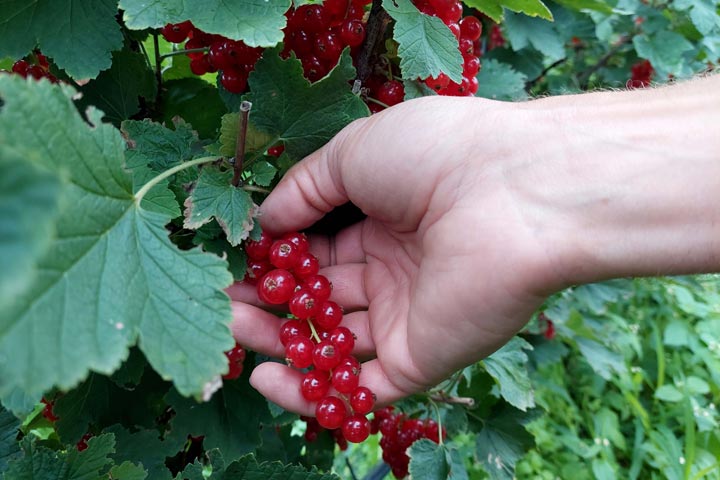 Kuppelwieser Johannisbeeren