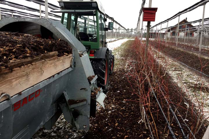 Heidelbeeren pflanzen