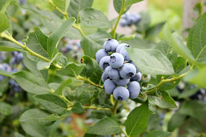 Kuppelwieser Heidelbeeren