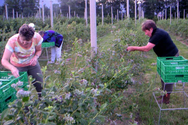 Kuppelwieser Heidelbeeren