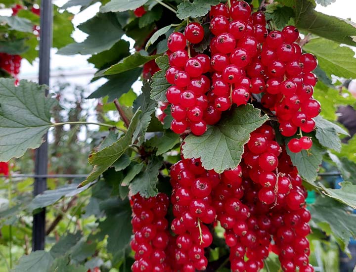 Kuppelwieser Johannisbeeren