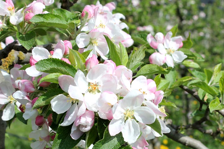 Kuppelwieser Obstbau Apfelblüte