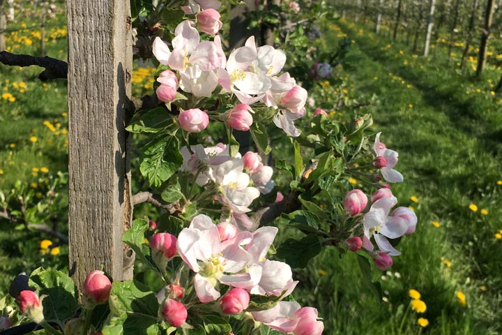 Kuppelwieser Obstbau Apfelblüte
