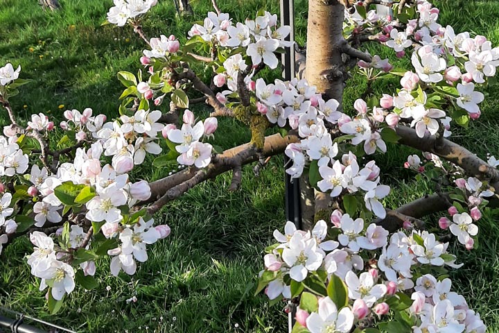 Kuppelwieser Obstbau Apfelblüte