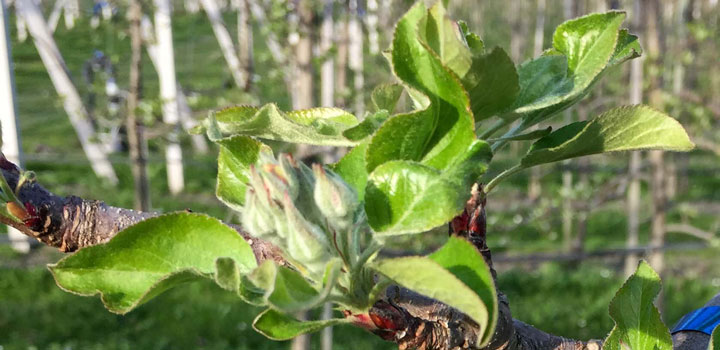 Apfelblüte Grüne Knospe