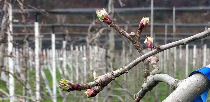 Apfelblüte Grüne Spitzen