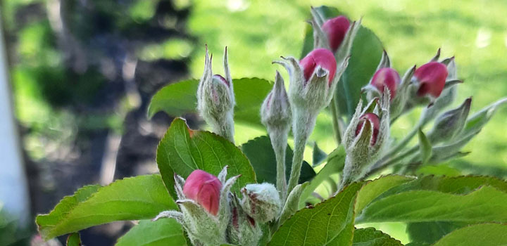 Apfelblüte Rote Knospe