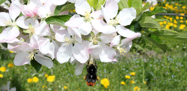 Apfelblüte Vollblüte