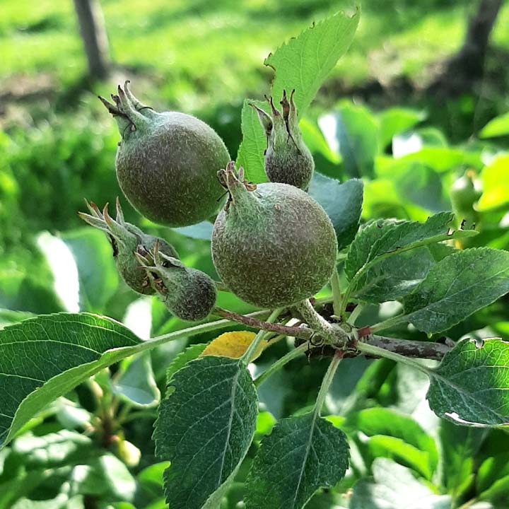 Kuppelwieser Bio Obstbau Apfel Handausdünnen