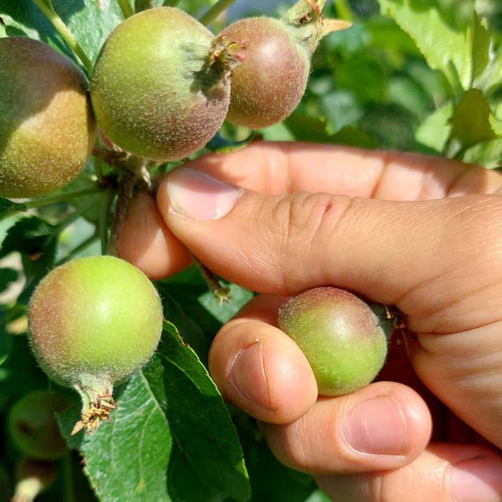 Kuppelwieser Bio Obstbau Apfel Handausdünnen