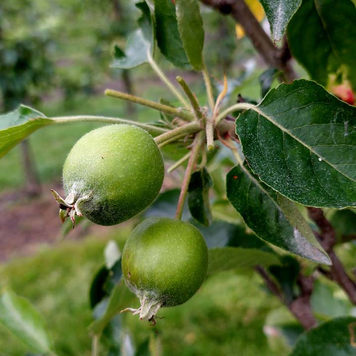 Kuppelwieser Bio Obstbau Apfel Handausdünnen