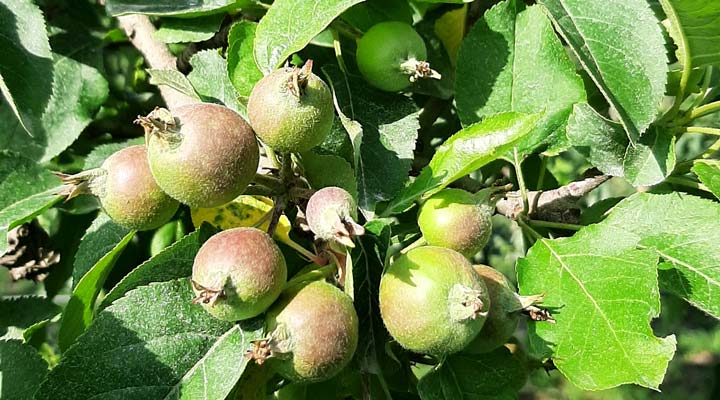 Kuppelwieser Bio Obstbau Apfel Handausdünnen