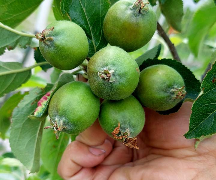 Kuppelwieser Bio Obstbau Apfel Handausdünnen