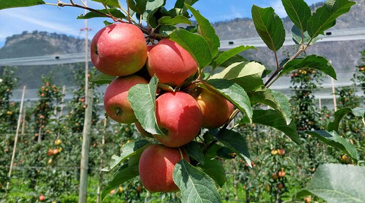 Kuppelwieser Bio Obstbau Apfel Handausdünnen