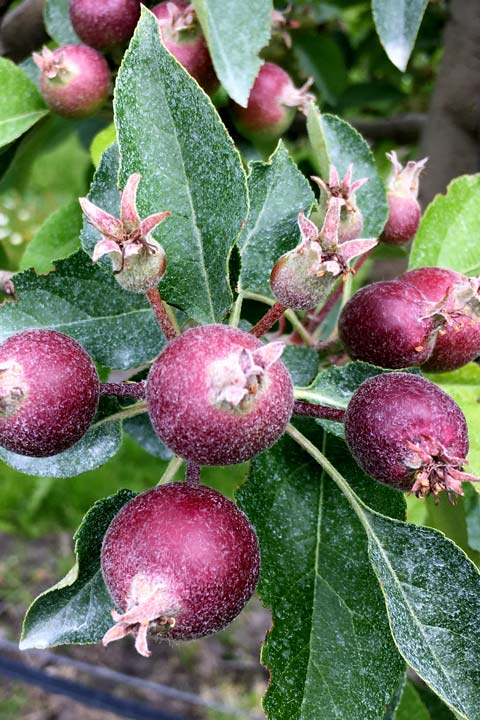 Kuppelwieser Bio Obstbau Apfel Handausdünnen