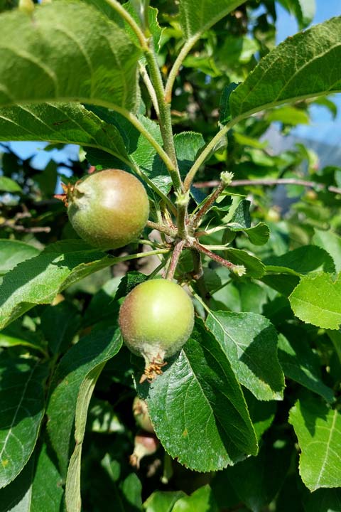 Kuppelwieser Bio Obstbau Apfel Handausdünnen