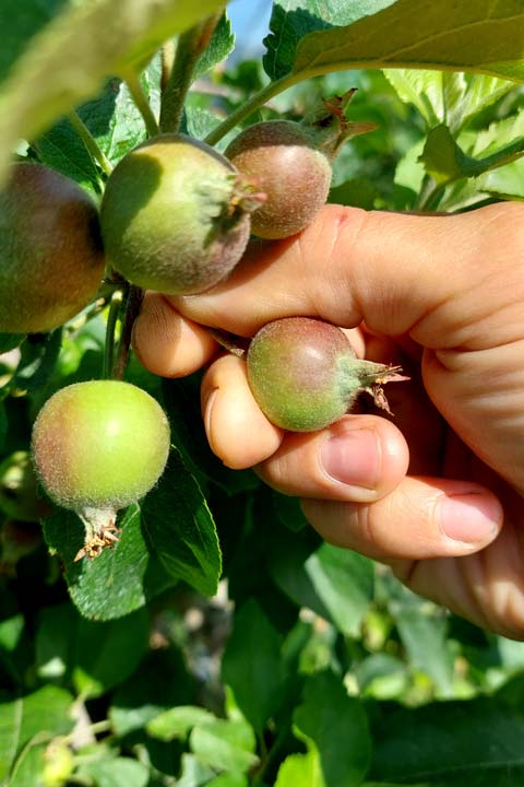 Kuppelwieser Bio Obstbau Apfel Handausdünnen