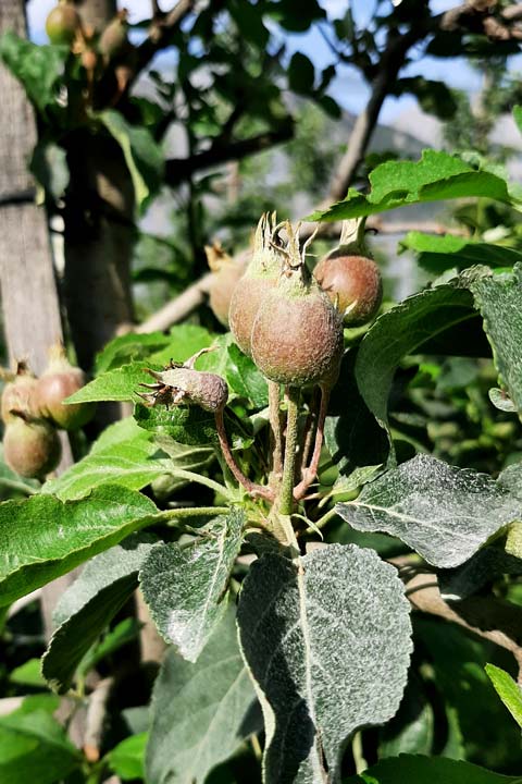 Kuppelwieser Bio Obstbau Apfel Handausdünnen