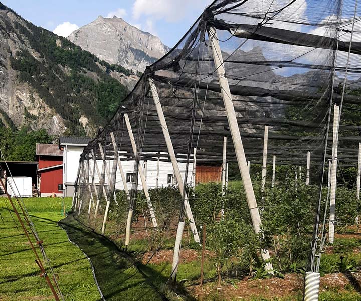 Insektenschutznetz rund um die ganze Heidelbeerenanlage