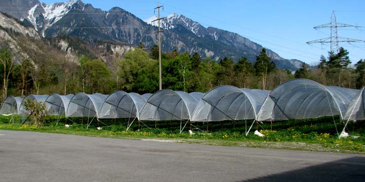 Tunnel als Schutz für die Beeren