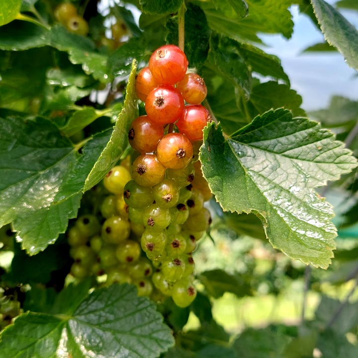 Kuppelwieser Johannisbeeren