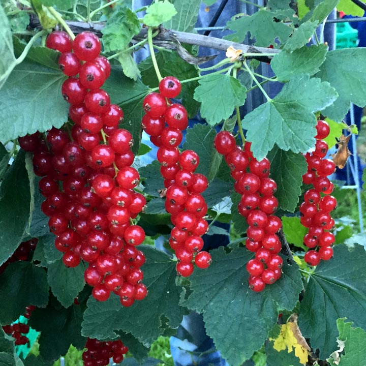 Kuppelwieser Johannisbeeren