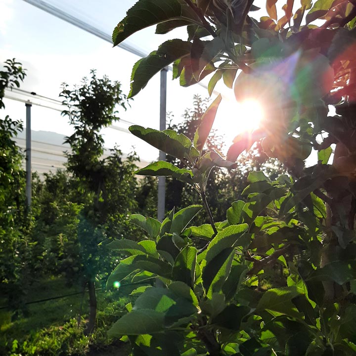 Kuppelwieser Apfelbaum Sonne