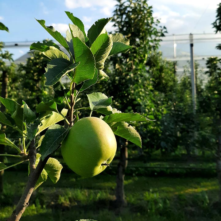 Kuppelwieser Apfelbaum Sonne