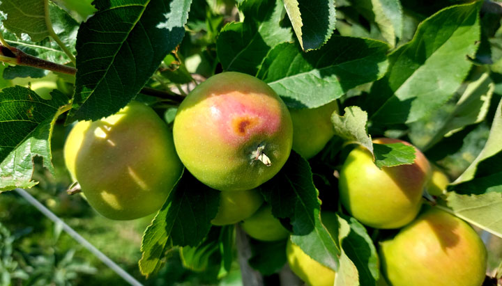 Apfel Sonnenbrand