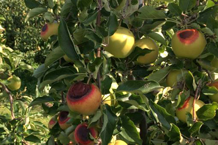 Apfel Sonnenbrand