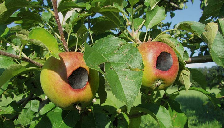 Apfel Sonnenbrand